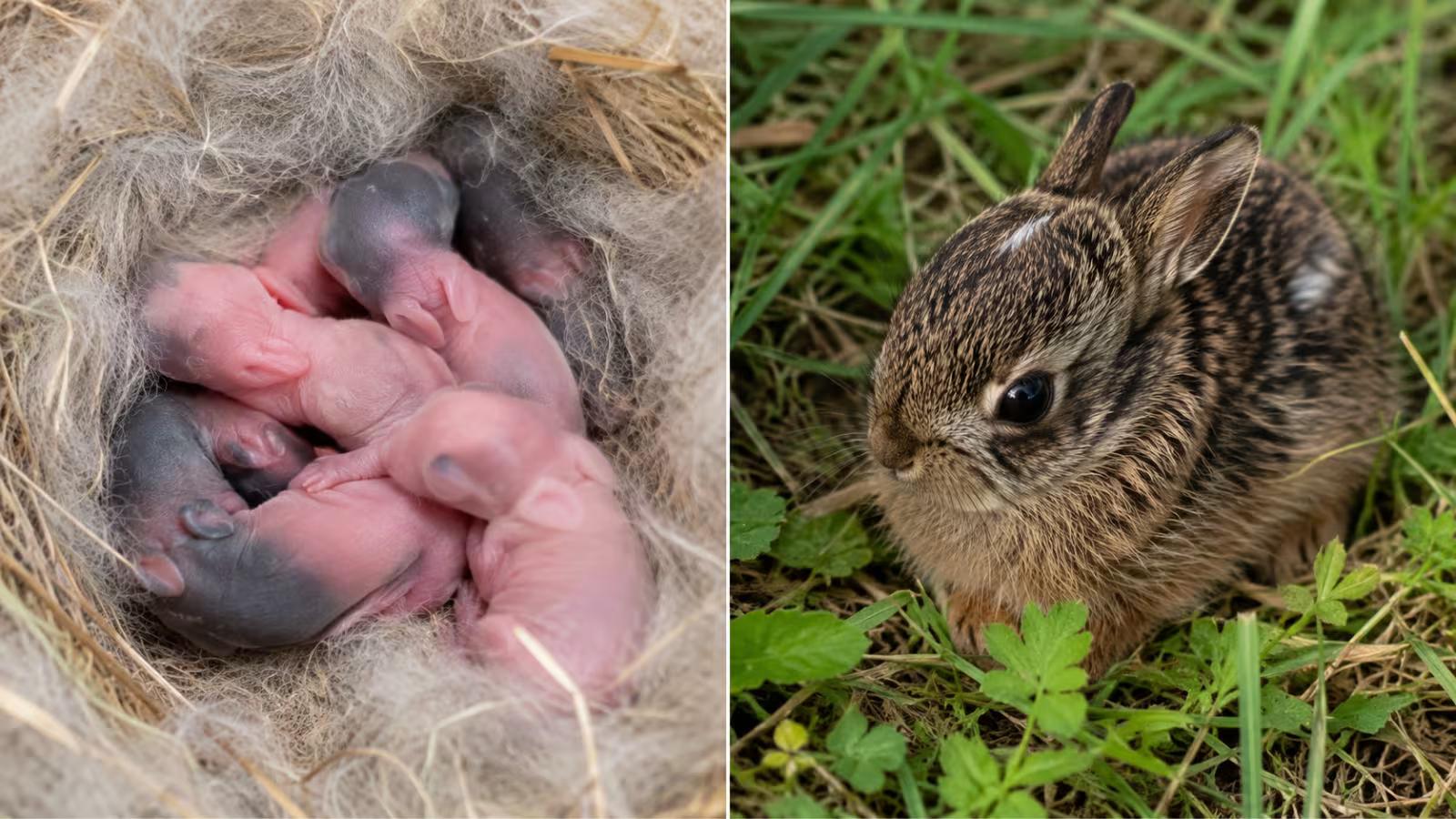 Newborn kits vs leveret comparison