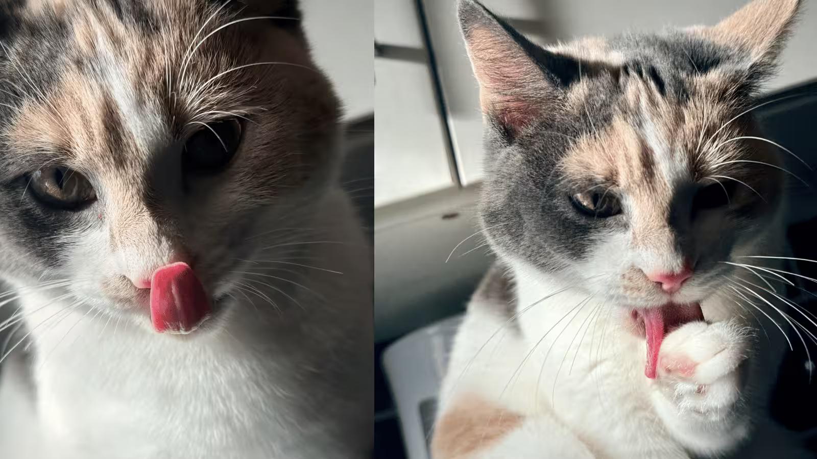 KatKin Cat Food Review: Is This Fresh Food Worth It?