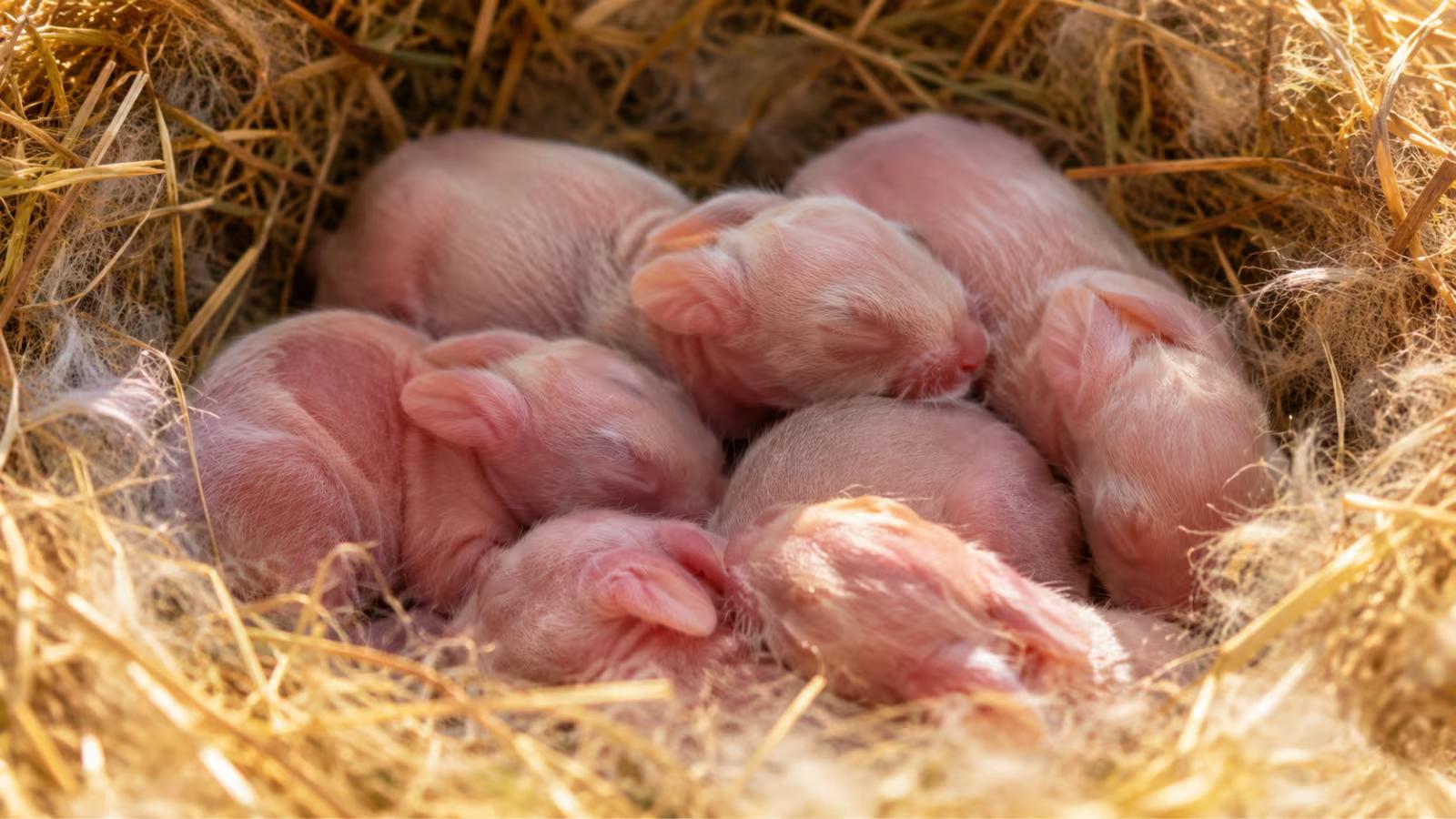 Newborn baby rabbits called kits in soft hay