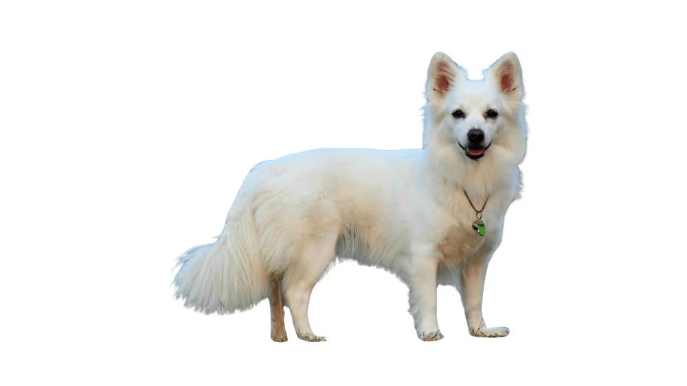 Indian Spitz with white fluffy coat and pointed fox-like face, a popular companion dog in India