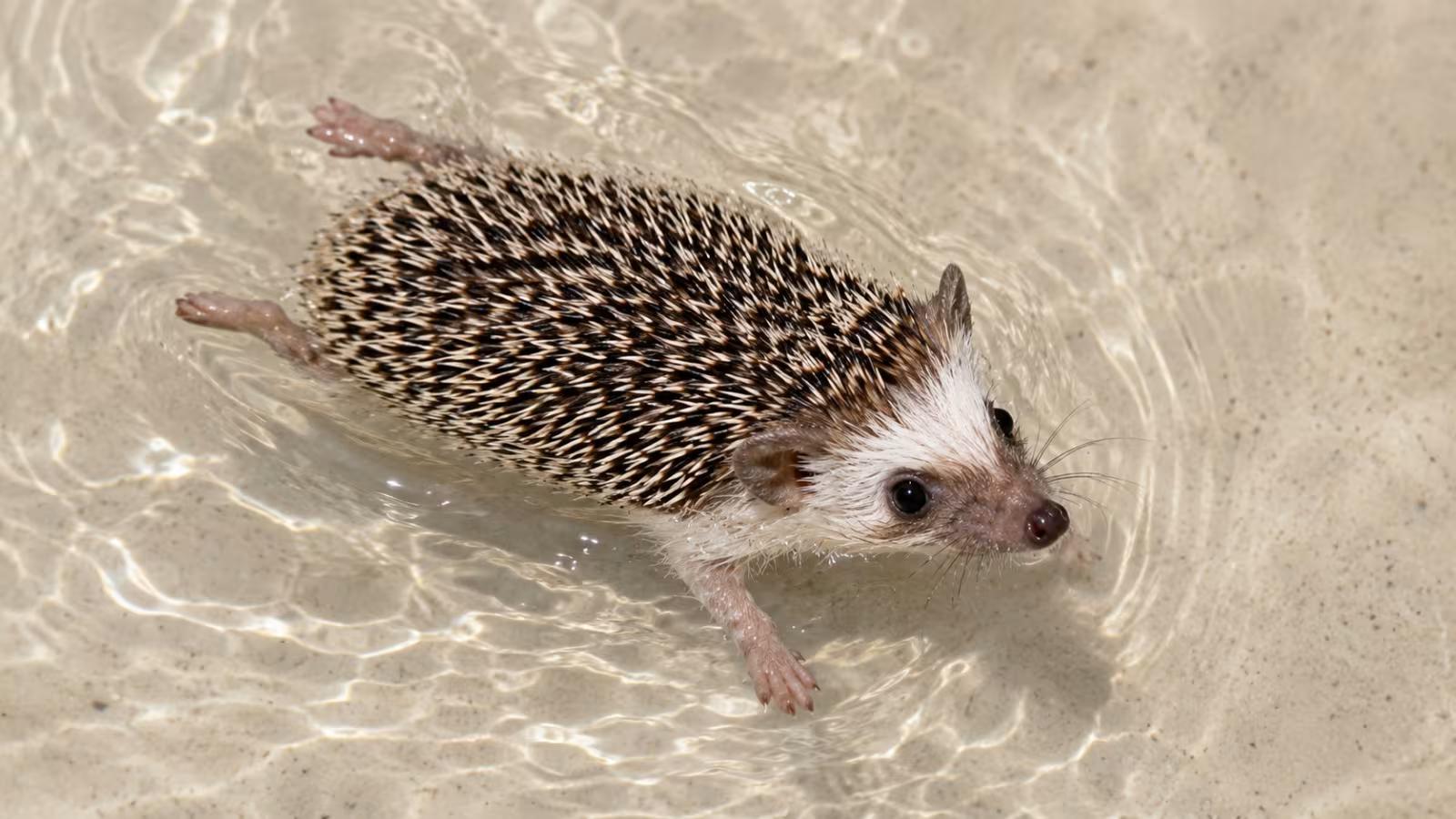 Do Hedgehogs Swim? Safety, Risks, and What Every Owner Should Know