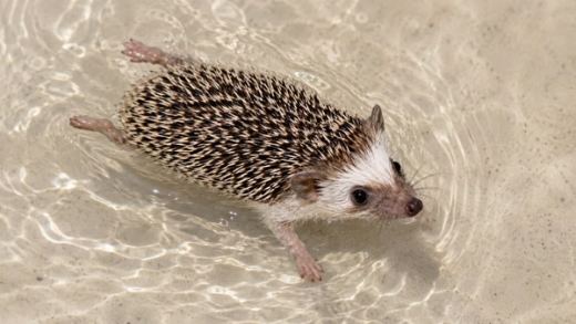 Do Hedgehogs Swim? Safety, Risks, and What Every Owner Should Know
