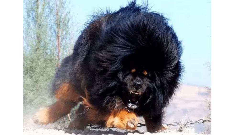 Tibetan Mastiff