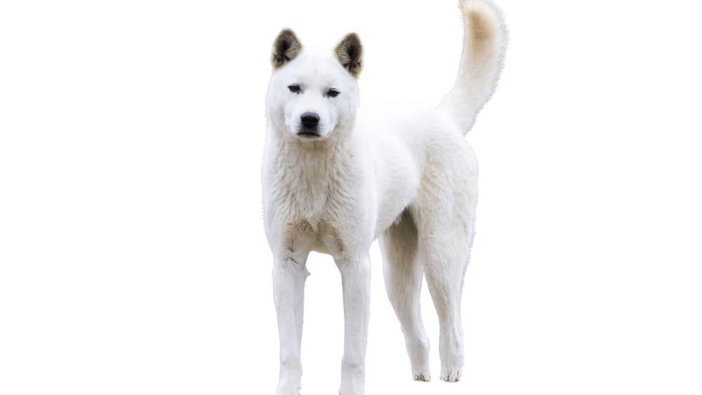 Korean Jindo with fawn coat and refined fox-like face, a national treasure of South Korea