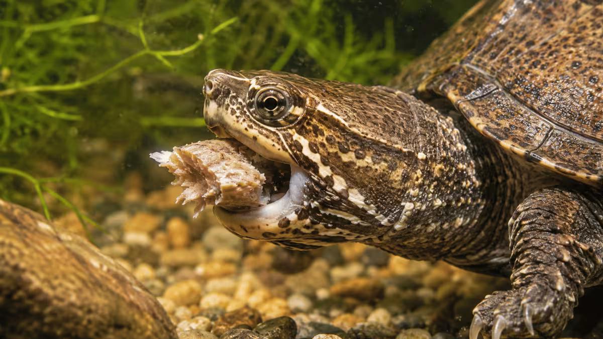 Razor-backed musk turtle eating underwater - close-up of the head showing the turtle actively feeding