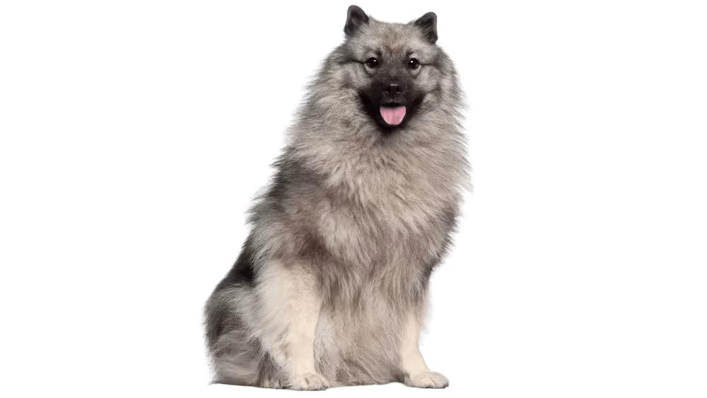 Keeshond with thick silver and black double coat and fox-like pointed face with spectacle markings