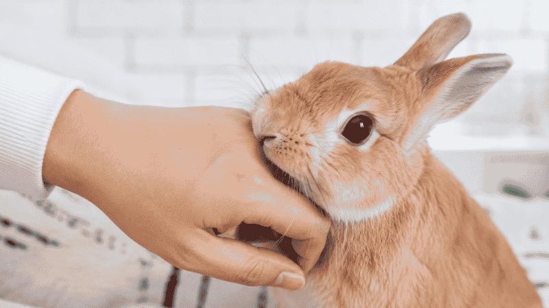 Do Rabbits Bite? Understanding Rabbit Aggression and How to Stop It
