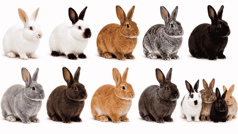 Meat Rabbit Breeds: The Best Rabbits for Raising for Meat Production