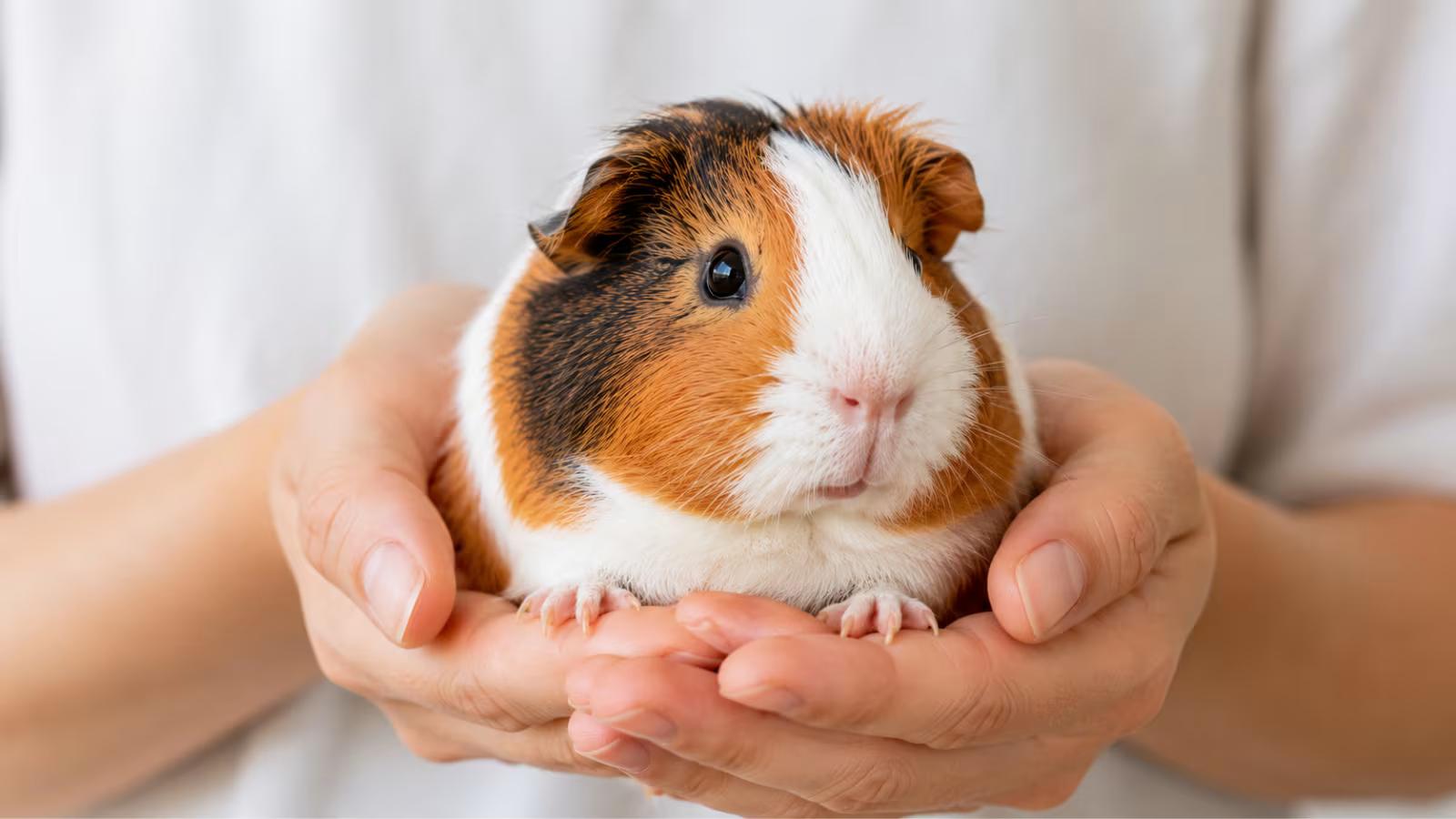 A guinea pig being gently held by a person