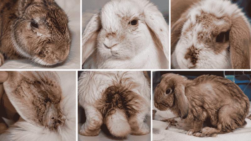 Disease Bunnies