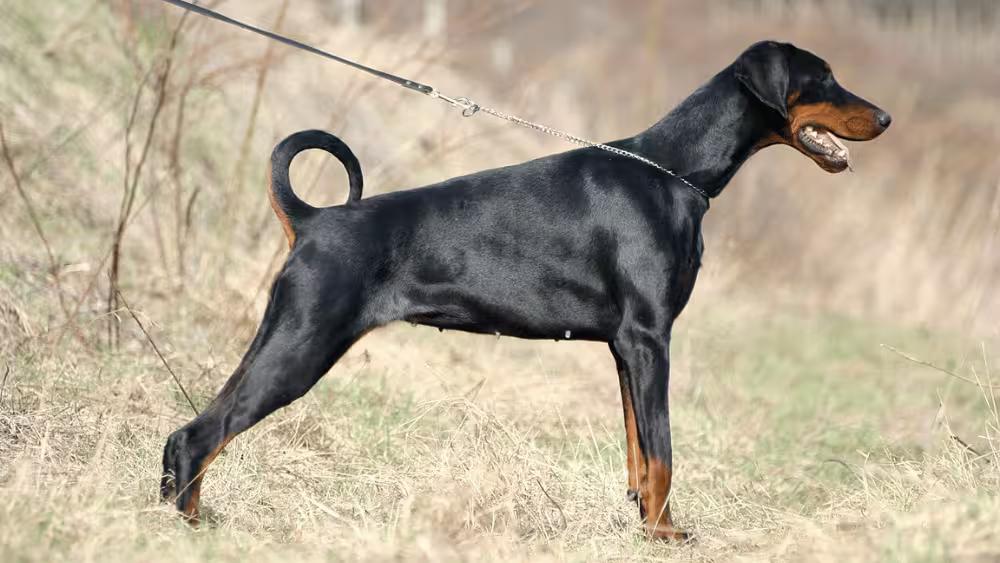 Doberman Pinscher