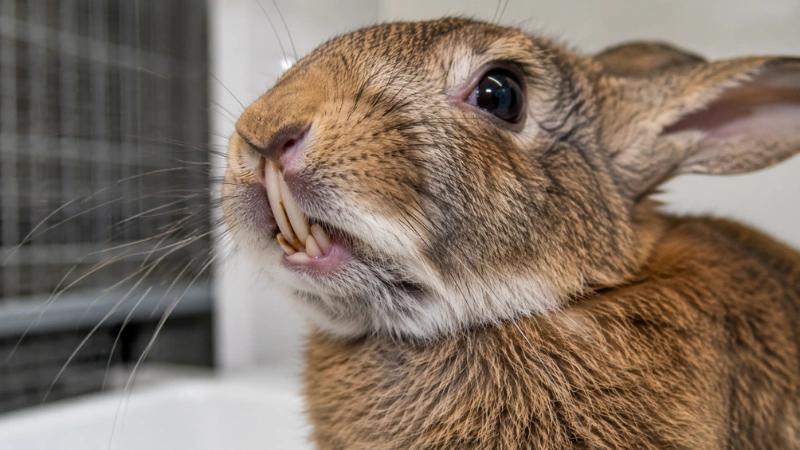 Malocclusion in Rabbits: Causes, Signs, Treatment, and Prevention