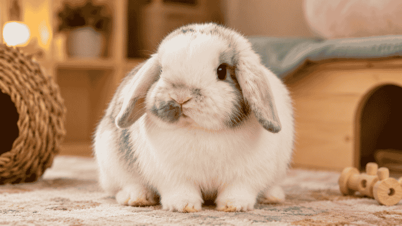 Rabbit Species Pictures: Visual Guide to Domestic Breeds and Wild Rabbits