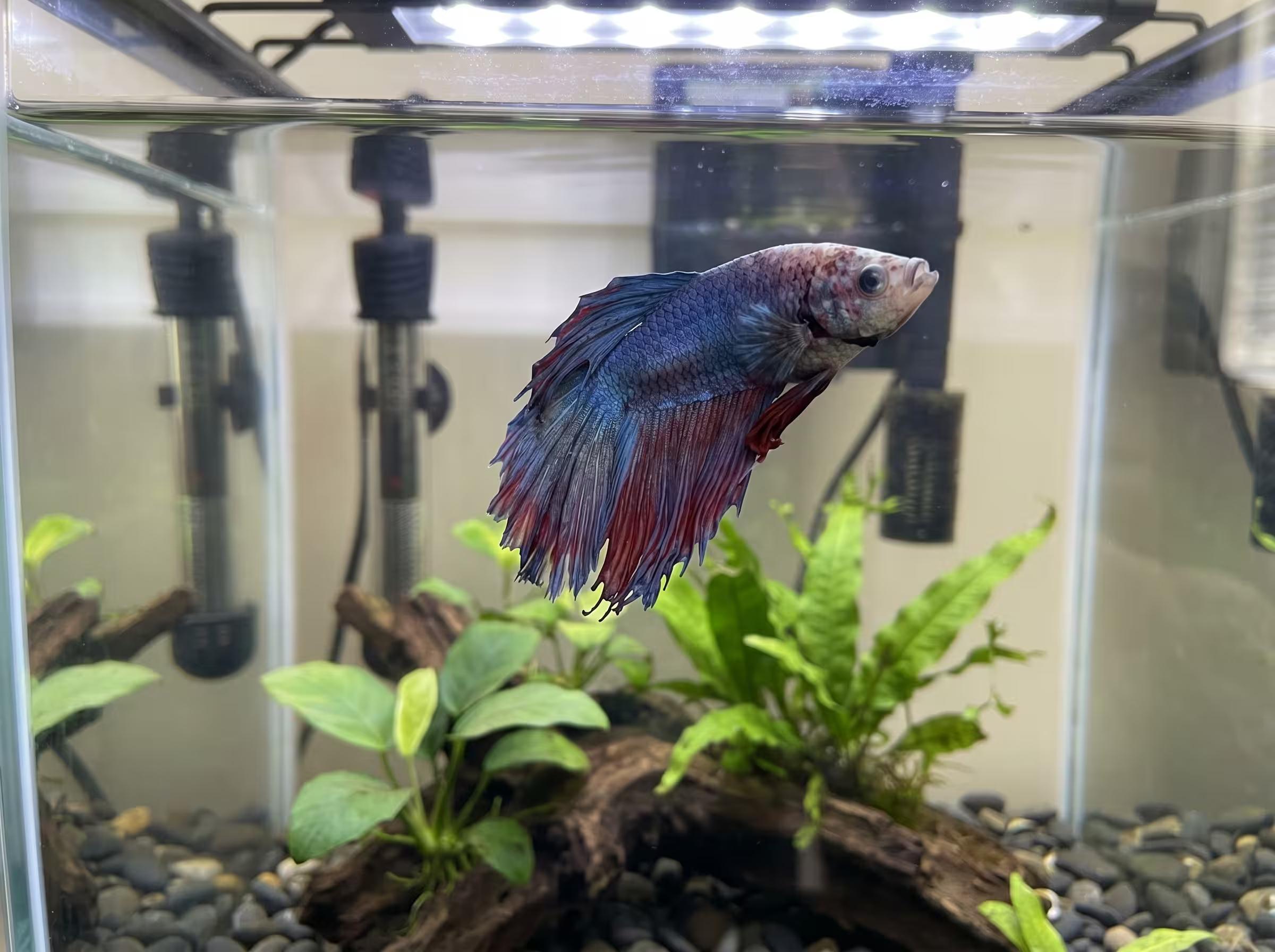 Betta fish warning signs illustration