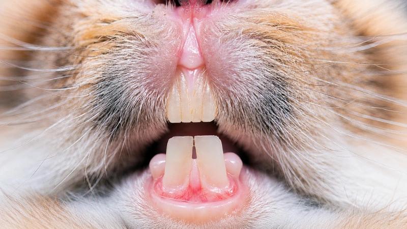 Rabbit Teeth: Anatomy, Growth, and Essential Dental Care Guide