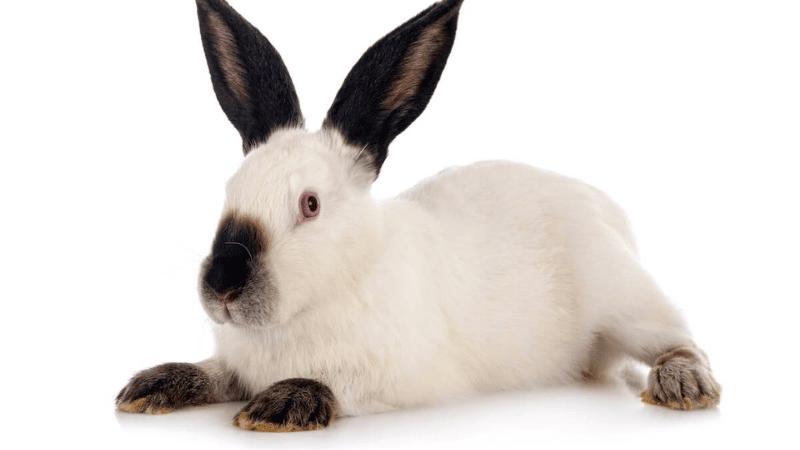 Californian rabbit