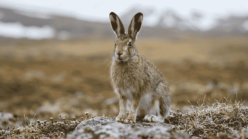 Snowshoe hare in brown summer coat