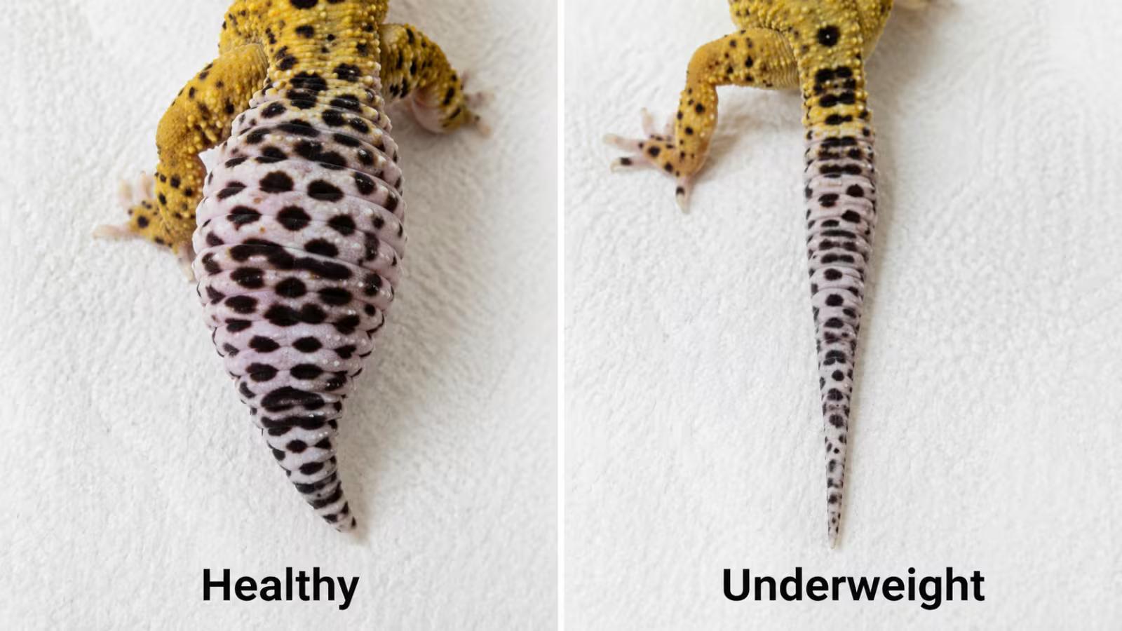 Comparison of healthy and underweight leopard gecko tails