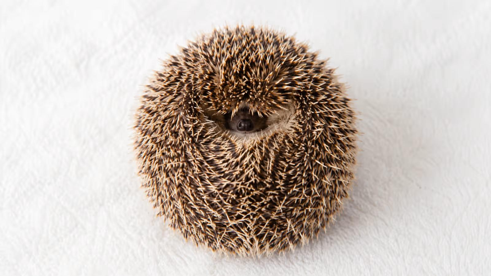 Do Hedgehogs Bite? Causes, Pain Level, and How to Prevent It