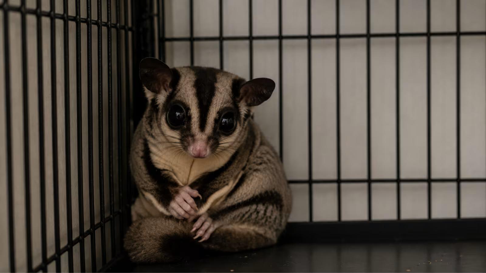 Single sugar glider alone in cage corner