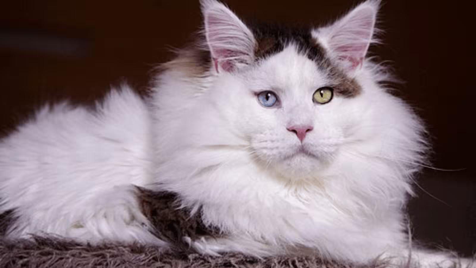 Are Maine Coon Cats Hypoallergenic? The Honest Answer