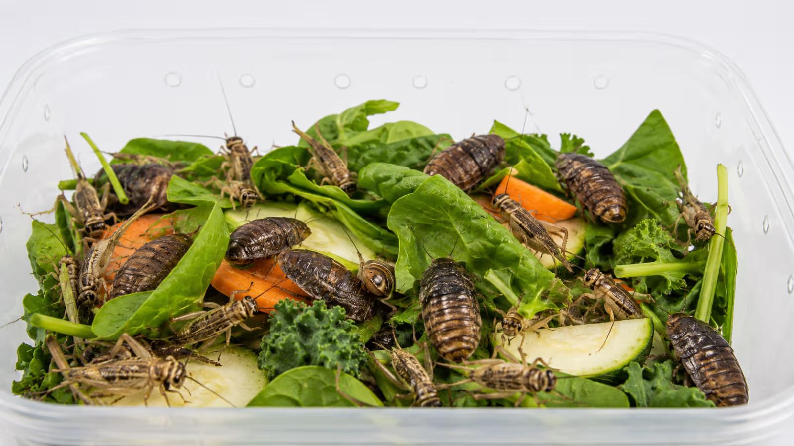 Live crickets and dubia roaches used as feeder insects for leopard geckos