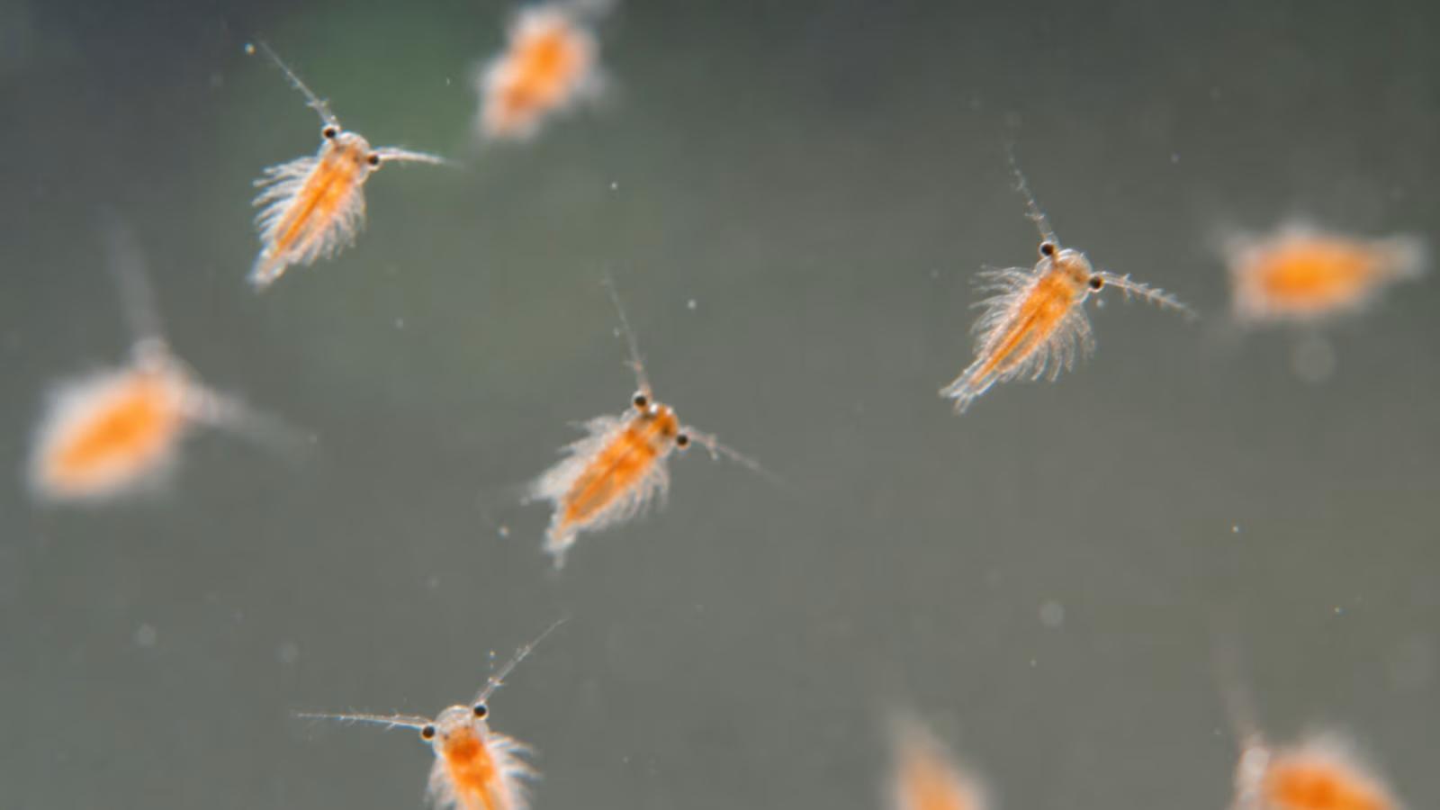 Baby brine shrimp Artemia nauplii - freshly hatched nauplii for feeding newborn axolotls