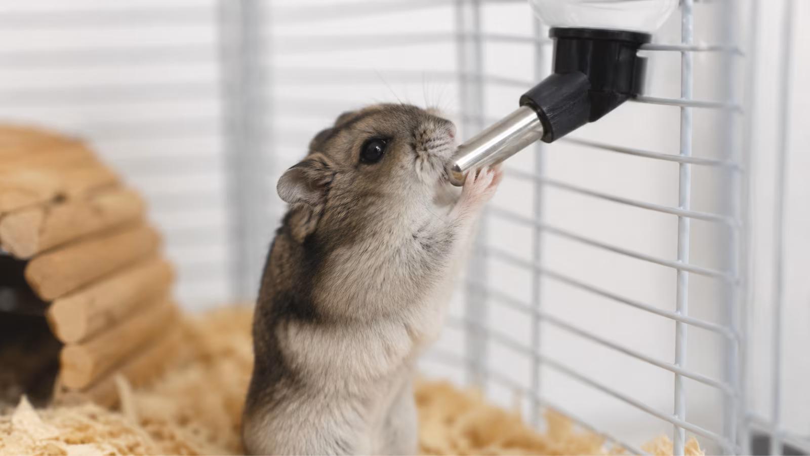 Hamster drinking excessively as a possible warning sign