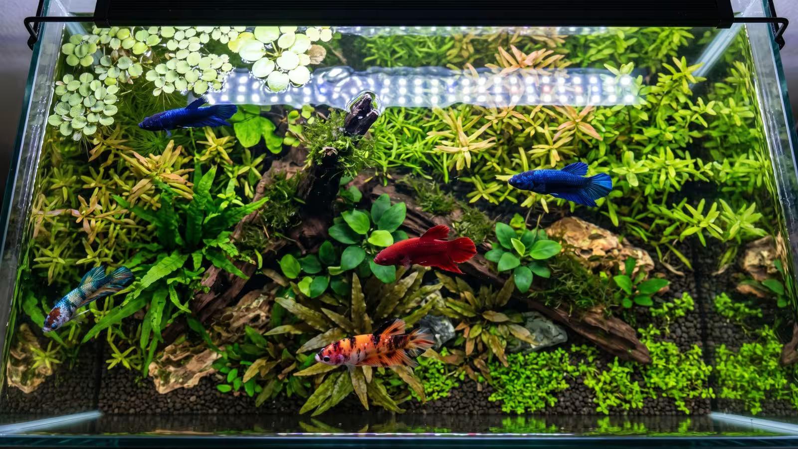 Overhead view of a heavily planted 20+ gallon aquarium with 4 female bettas spread throughout different visual zones created by live plants, driftwood, and caves