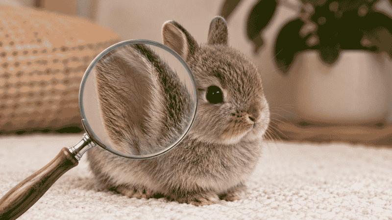Netherland Dwarf rabbit tiny ears