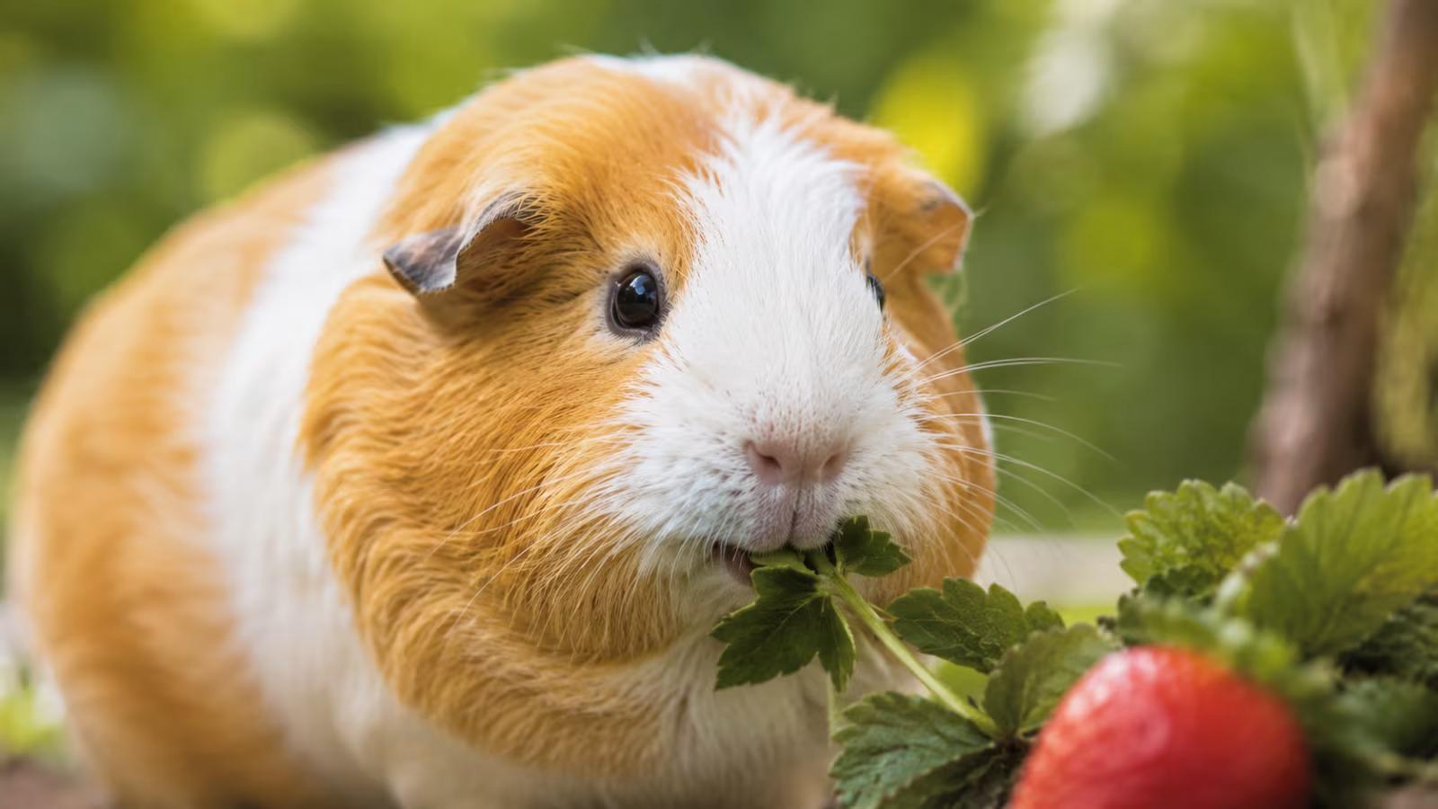 Guinea pig eating strawberry leaves and green tops