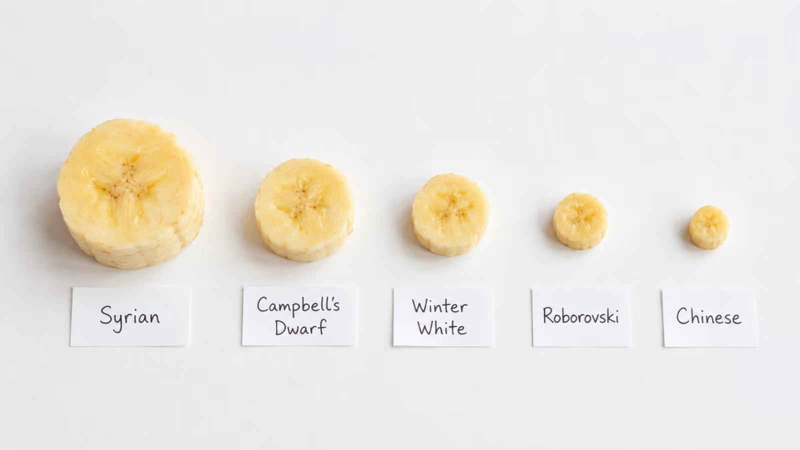 Can a Hamster Eat a Banana? The Complete Safe Feeding Guide