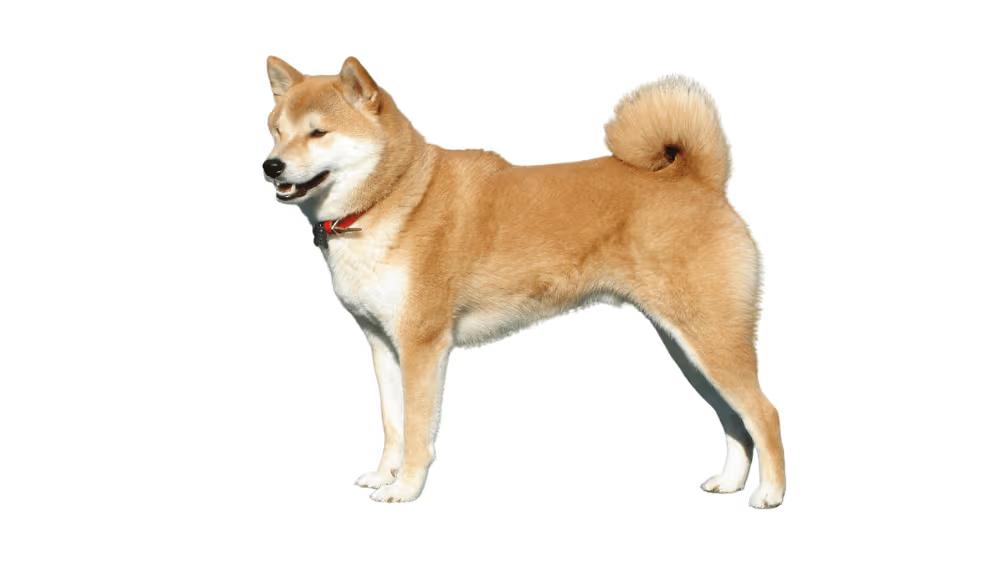 Domestic Dogs That Look Like Foxes: Breeds With a Wild Appearance