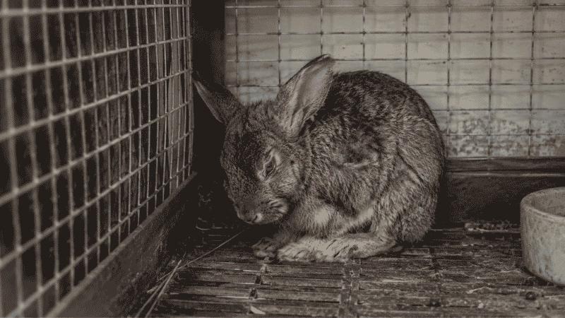 Poorly Rabbit: Warning Signs Your Bunny Needs Immediate Help