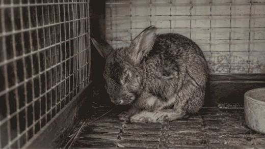 Poorly Rabbit: Warning Signs Your Bunny Needs Immediate Help