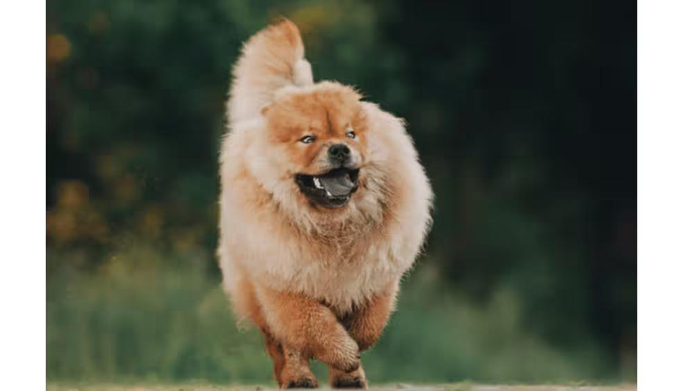 Chow Chow