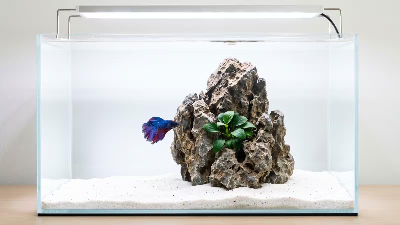 Minimalist betta tank design with a single rock centerpiece and open swimming space