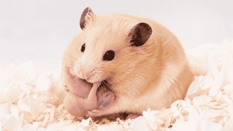 Shocking Reasons Why Do Hamsters Eat Their Babies: Essential Prevention Guide