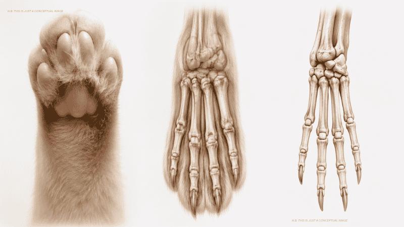 Rabbit Paw Anatomy Revealed: The Shocking Reason Their Feet Are So Different