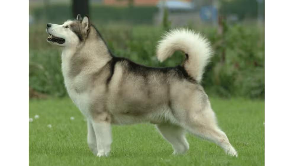 Alaskan Malamute