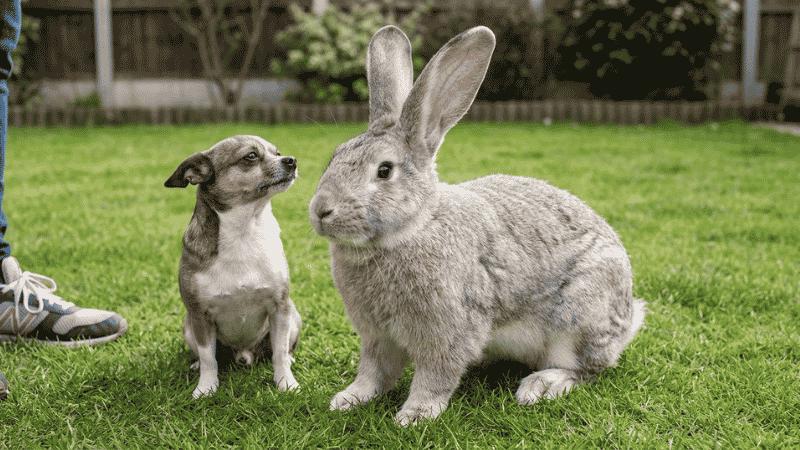 Flemish Giant rabbit size comparison with small dog