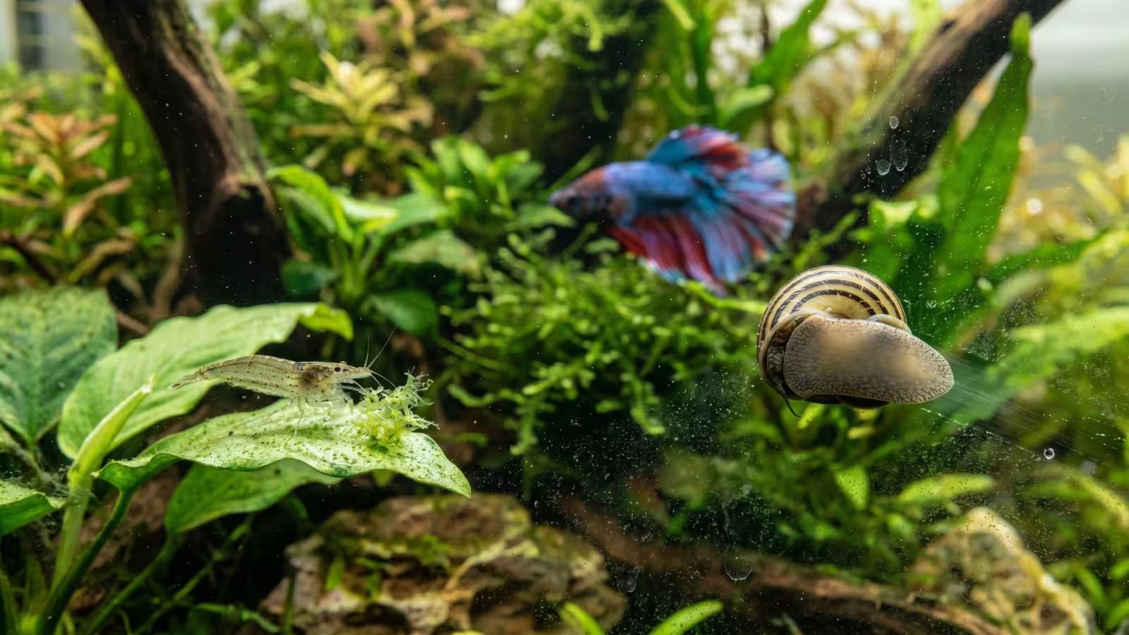 Algae cleaning crew: snail and shrimp