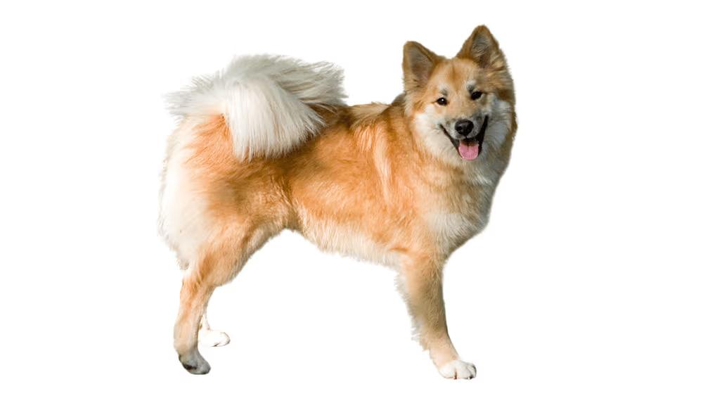 Icelandic Sheepdog with thick coat and upright ears showing its fox-like Spitz features