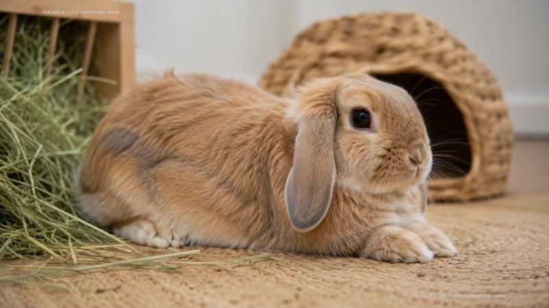 Gassy Bunny