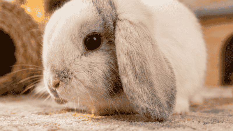 Holland Lop rabbit floppy ears close up