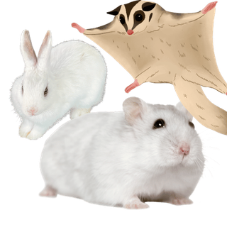 Small Pets category