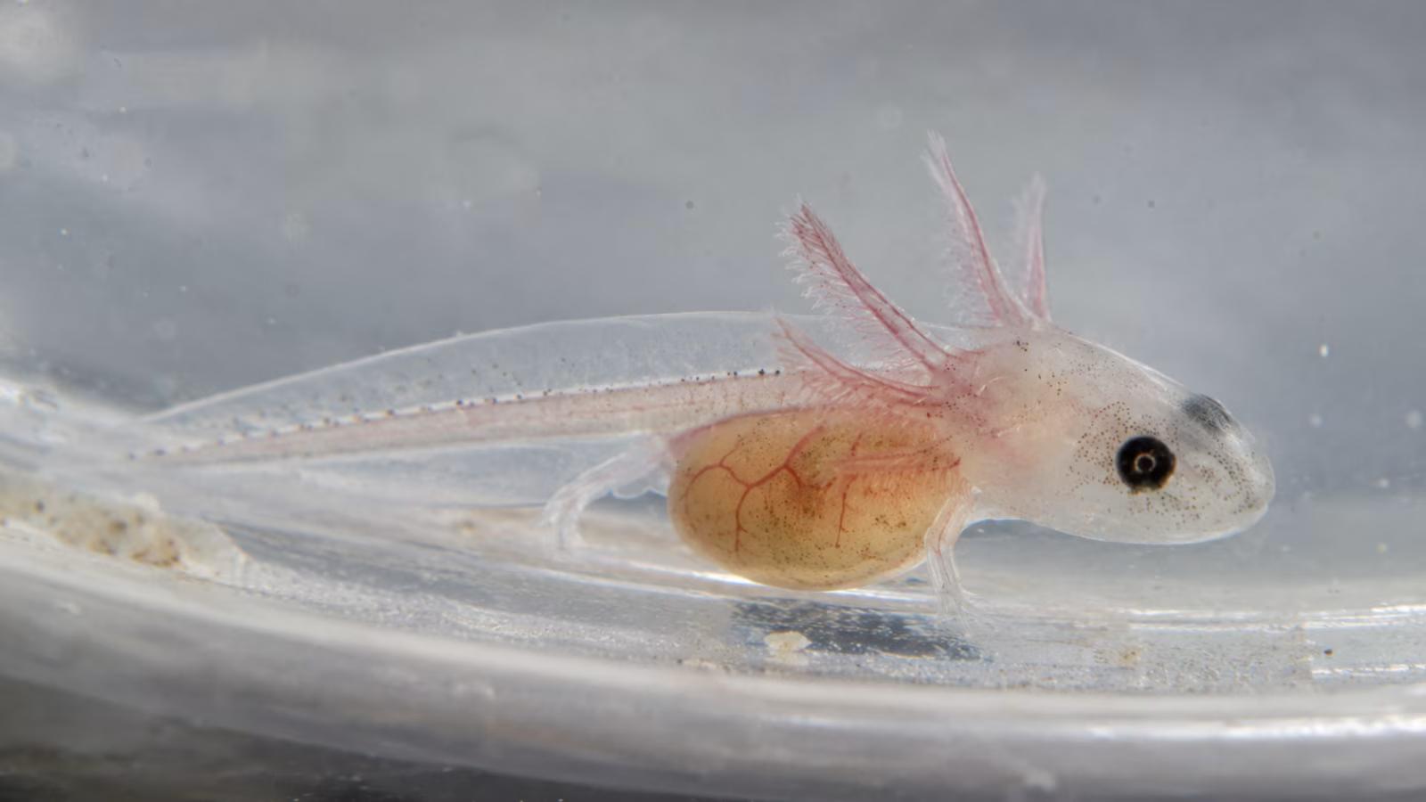 What Do Newborn Axolotls Eat? Complete Hatchling Care Guide