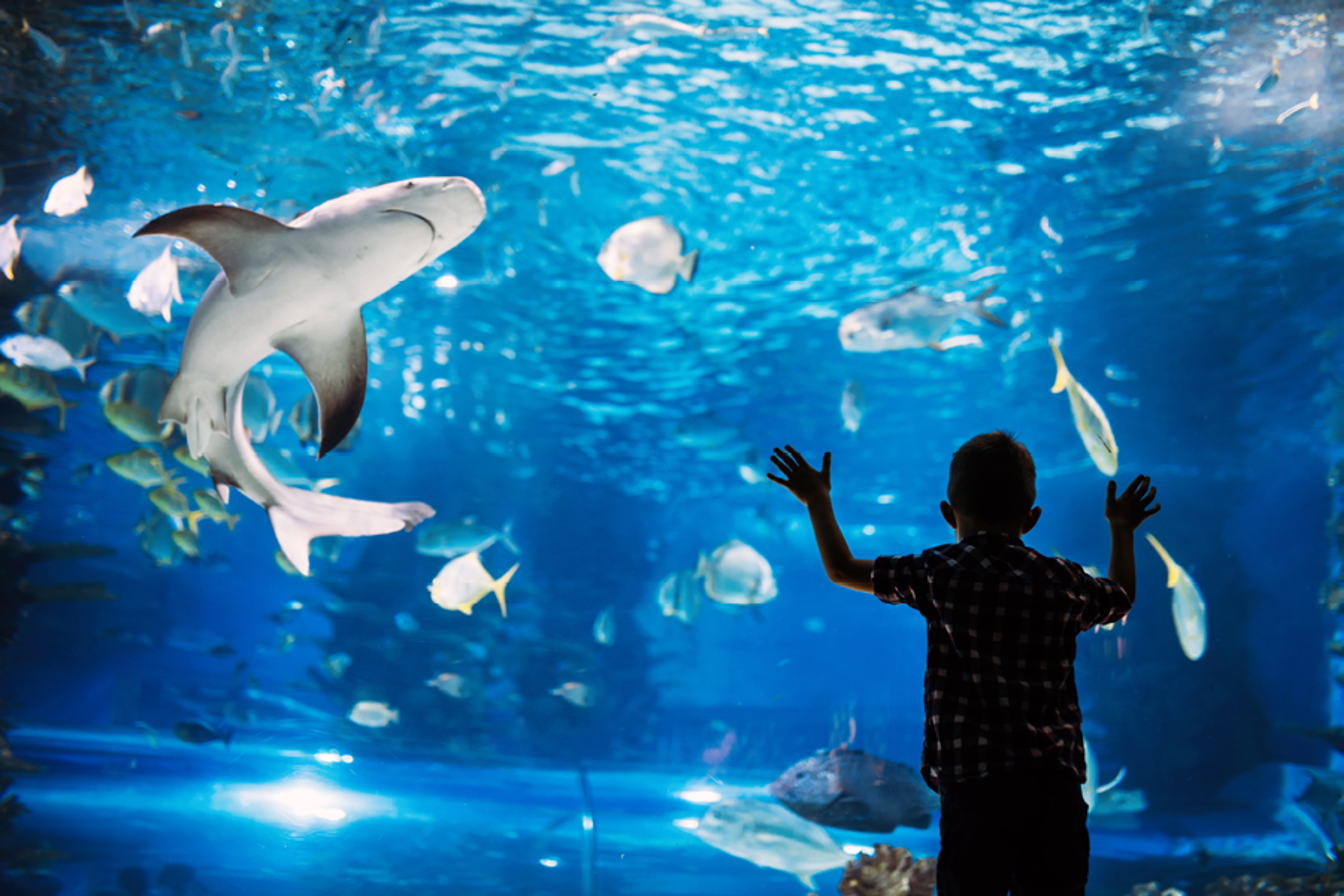 Adventure Aquarium 
