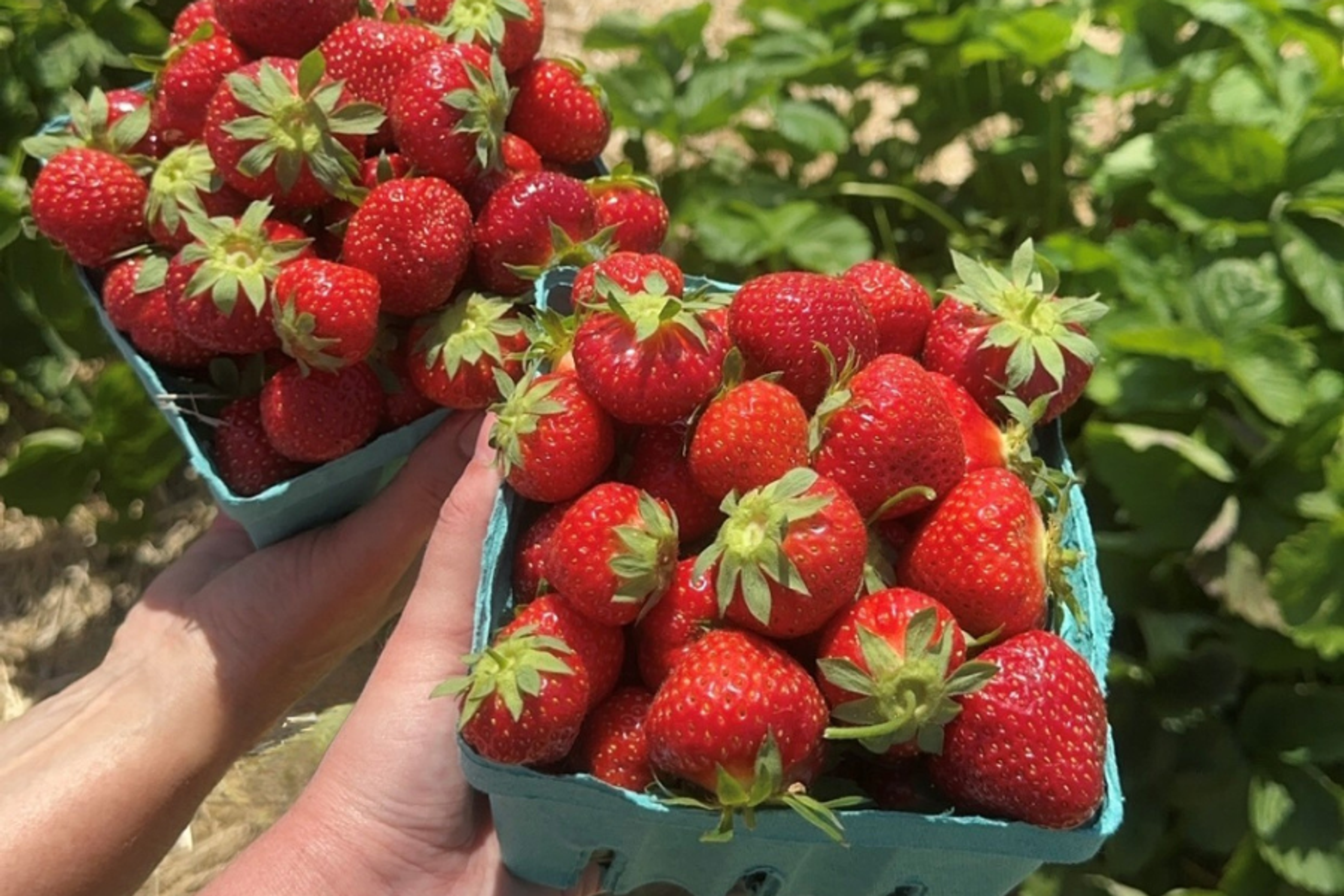 strawberries