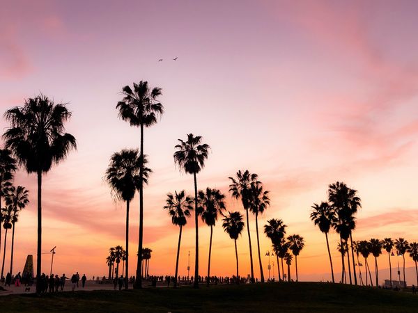 Card image for Venice Beach